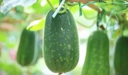 什么叫围炉吃瓜