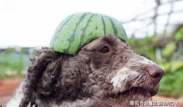 狗狗可以吃瓜薯吗,瓜薯的适宜摄入与注意事项