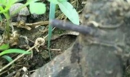 蜗牛吃脆瓜,一场奇妙的味蕾之旅