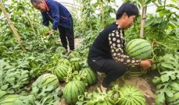 重金吃河北铺瓜,河北铺瓜盛宴，一场味蕾与财富的碰撞