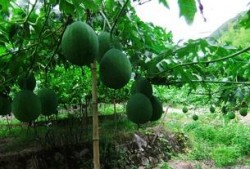 吊瓜吃的致癌吗