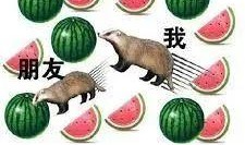 吃瓜课程,轻松掌握美食与生活的艺术