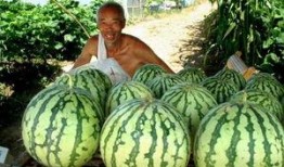 瓜农 今日吃瓜,共享丰收喜悦，品味田园生活