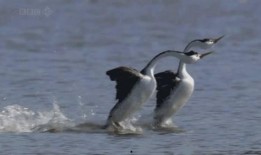 吃瓜鹅自然而燃