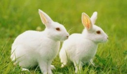 不停吃瓜的兔子图片,兔子吃瓜不停，萌态十足