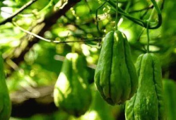 瓜结了瓜多久可以吃,瓜结瓜，多久可尝鲜？