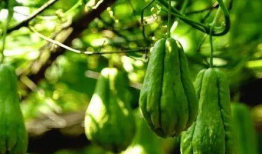 瓜结了瓜多久可以吃,瓜结瓜，多久可尝鲜？