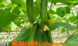 姜乳瓜怎么吃,解锁美味新体验
