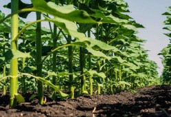 角瓜南瓜同时吃