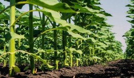 角瓜南瓜同时吃