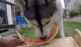 二哈身残志坚吃瓜,逆境中的欢乐生活