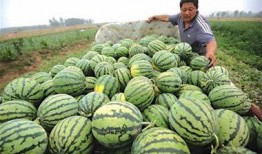 瓜农 今日吃瓜,共享丰收喜悦，品味田园生活