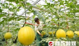 潍坊跳舞吃瓜视频