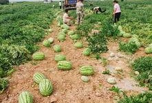 华强的吃瓜基地,揭秘娱乐圈幕后风云