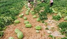 华强的吃瓜基地,揭秘娱乐圈幕后风云