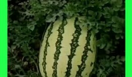 华强的吃瓜基地,揭秘娱乐圈幕后风云