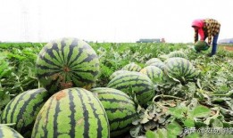 吃瓜作品怎么发,从吃瓜作品看娱乐圈的喧嚣与真相