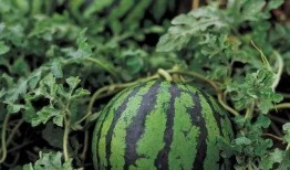 热辣吃瓜团99,揭秘娱乐圈幕后风云