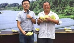 最新吃瓜村主任,揭秘吃瓜村的秘密风云