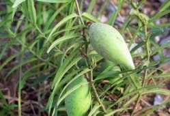 吃瓢瓜中毒,揭秘常见食材的潜在风险