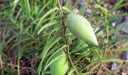 吃瓢瓜中毒,揭秘常见食材的潜在风险