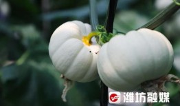 潍坊跳舞吃瓜视频