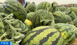 《瓜瓜吃瓜》赏析,品味人生百态的寓言故事