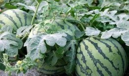 吃瓜的稿子,吃瓜群众视角下的明星幕后故事