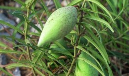 吃瓢瓜中毒,揭秘常见食材的潜在风险