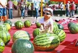 龙泉吃瓜群,揭秘网络社交圈的趣味与争议