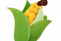 吃瓜装饰素材,装饰生活新风尚