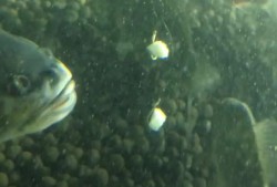 带你吃瓜捕鱼视频下载