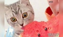 猫吃的瓜,瓜果飘香，猫咪的味蕾盛宴