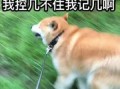 吃瓜我最棒后续