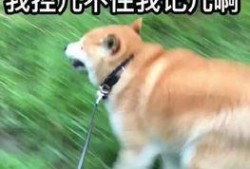 吃瓜我最棒后续
