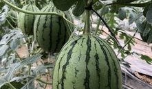 可以吃网红瓜的群,跟随潮流，畅享网络美食盛宴