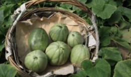 青皮瓜怎么吃,解锁清新口感新体验