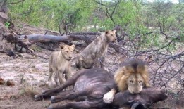 狮子吃两瓜,探寻动物食量的奥秘