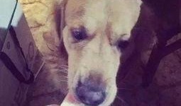 狗狗可以吃瓜薯吗,瓜薯的适宜摄入与注意事项