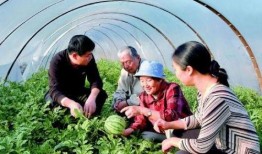 农科院吃瓜,探索瓜类种植的奥秘