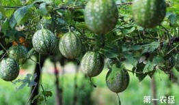 吊瓜吃瓜子的瓜怎样剪枝,吃瓜子的瓜如何焕发新生