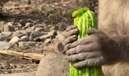 猴子吃瓜的感想,揭秘猴界美食心得