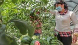 吃瓜吃大瓜买瓜买头茬,品鉴头茬瓜果，尽享吃瓜买瓜新潮流