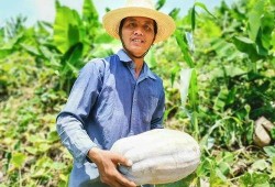 吃瓜的农民,揭秘乡村生活新风尚