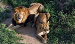 狮子吃两瓜,探寻动物食量的奥秘