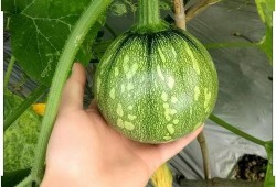 米小恋吃瓜,揭秘娱乐圈背后的那些事儿