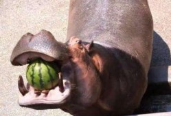 带你吃瓜河马,一场别开生面的美食之旅