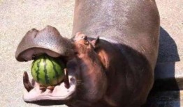 带你吃瓜河马,一场别开生面的美食之旅