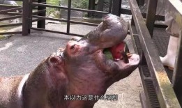 带你吃瓜河马,一场别开生面的美食之旅