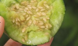 吃绿宝石瓜,探寻神秘宝石的神奇魔力